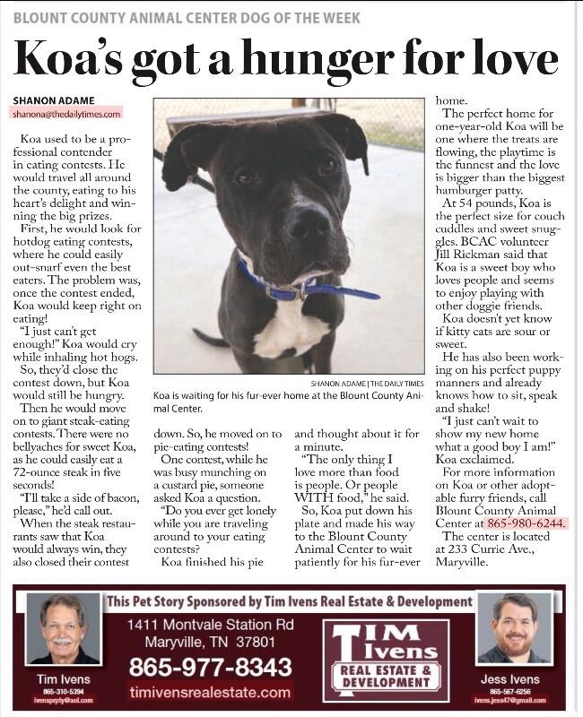 Enlarge Koa, a Adoptable mixed breed in Maryville, TN image 4/6