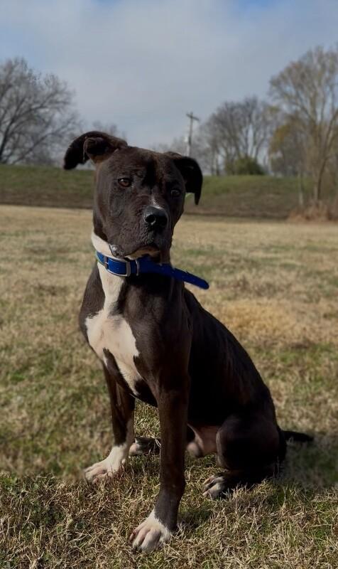 Enlarge Koa, a Adoptable mixed breed in Maryville, TN image 3/3