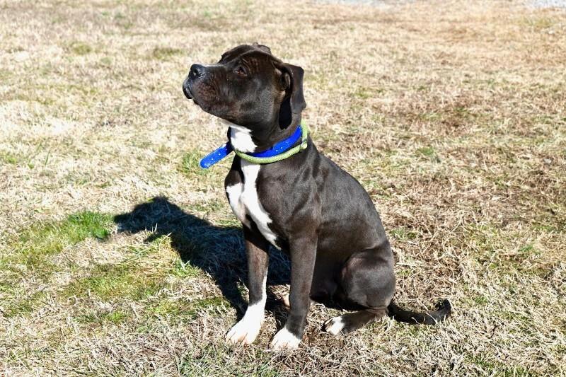 Enlarge Koa, a Adoptable mixed breed in Maryville, TN image 6/6