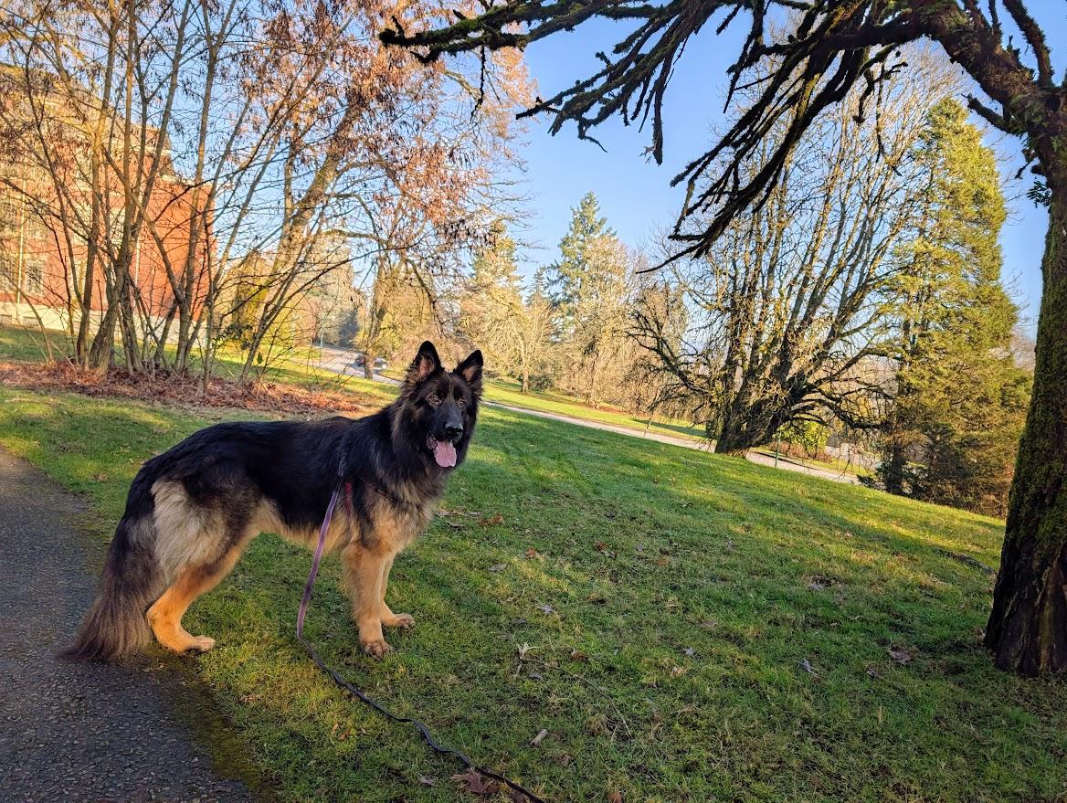 Enlarge Dodger, a Adoptable German Shepherd Dog in Coquitlam, BC image 5/5
