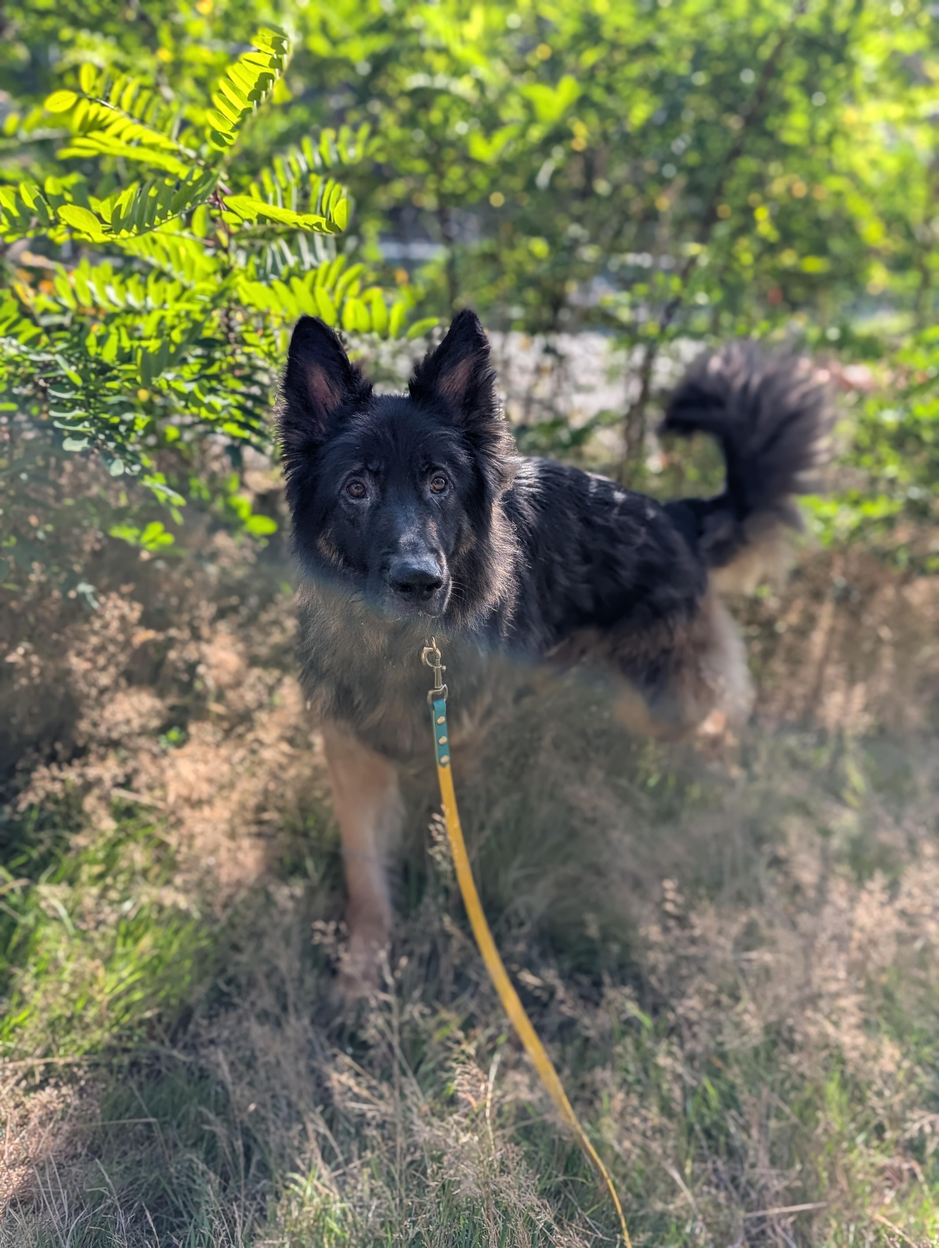 Dodger, an adoptable German Shepherd Dog in Coquitlam, BC, V3C 3T5 | Photo Image 5