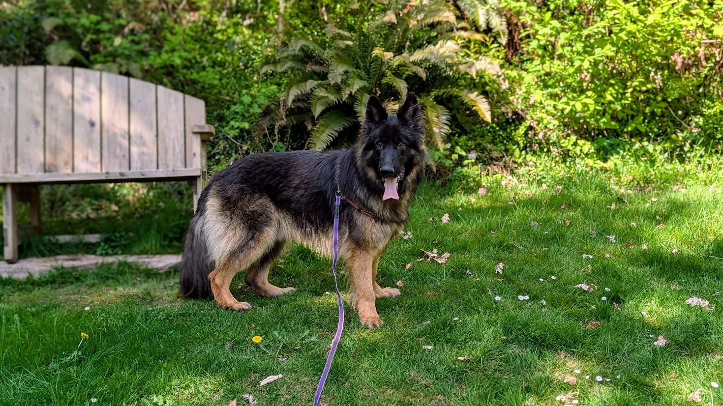 Enlarge Dodger, a Adoptable German Shepherd Dog in Coquitlam, BC image 6/6