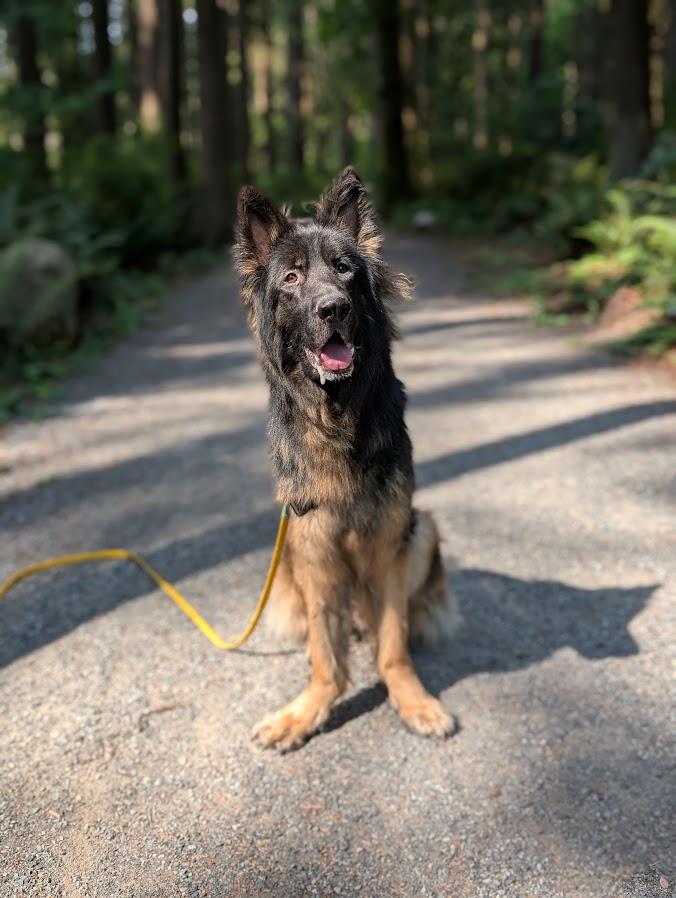 Dodger, a Adoptable German Shepherd Dog in Coquitlam, BC image 2/5