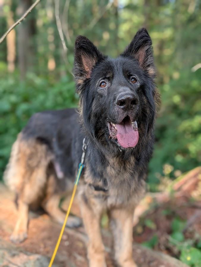 Dodger, an adoptable German Shepherd Dog in Coquitlam, BC, V3C 3T5 | Photo Image 2