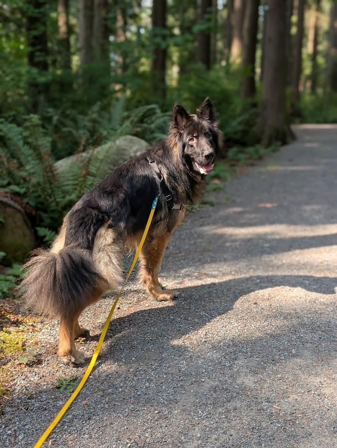 Dodger, a Adoptable German Shepherd Dog in Coquitlam, BC image 5/5