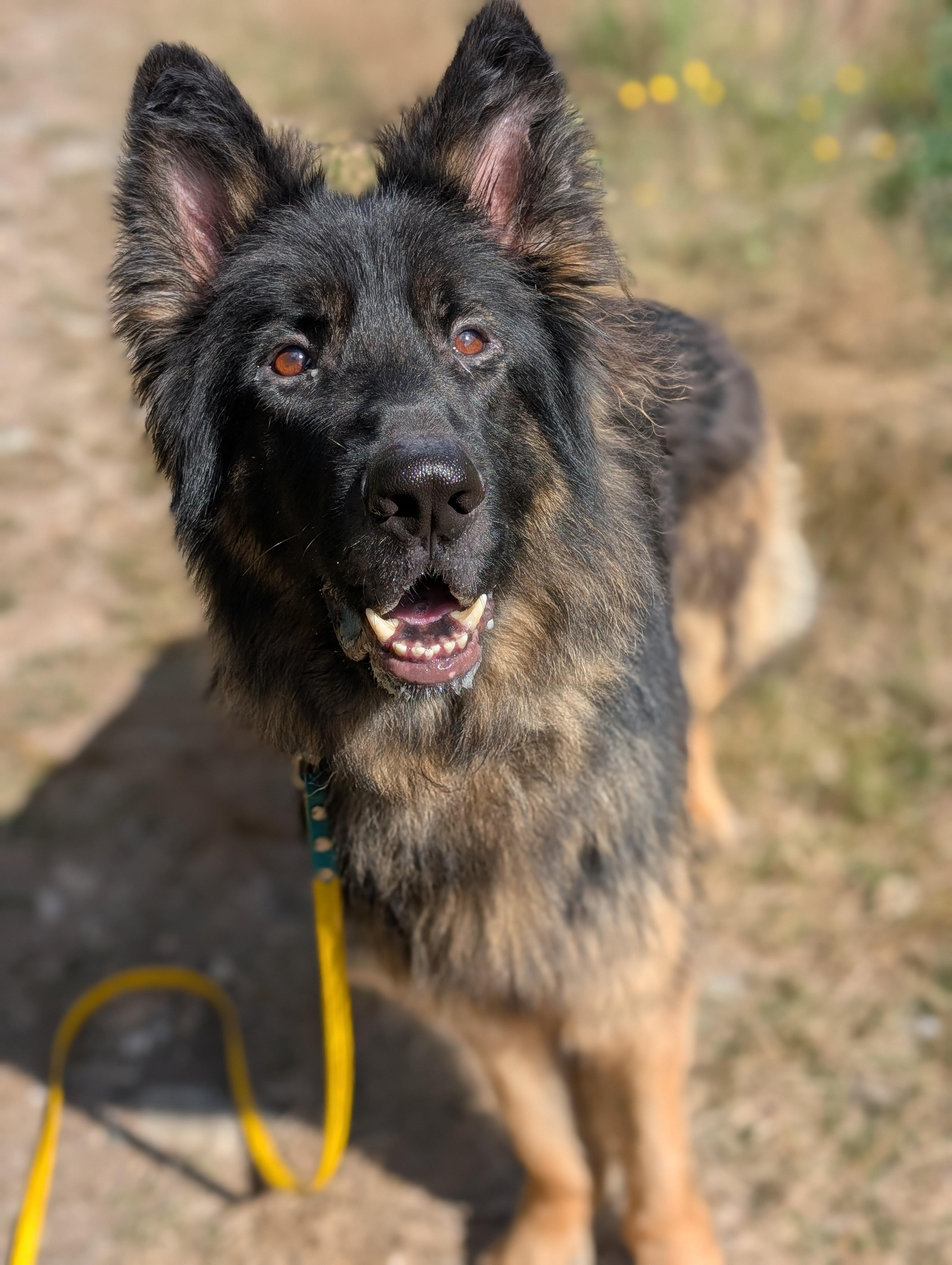 Dodger, a Adoptable German Shepherd Dog in Coquitlam, BC image 4/5