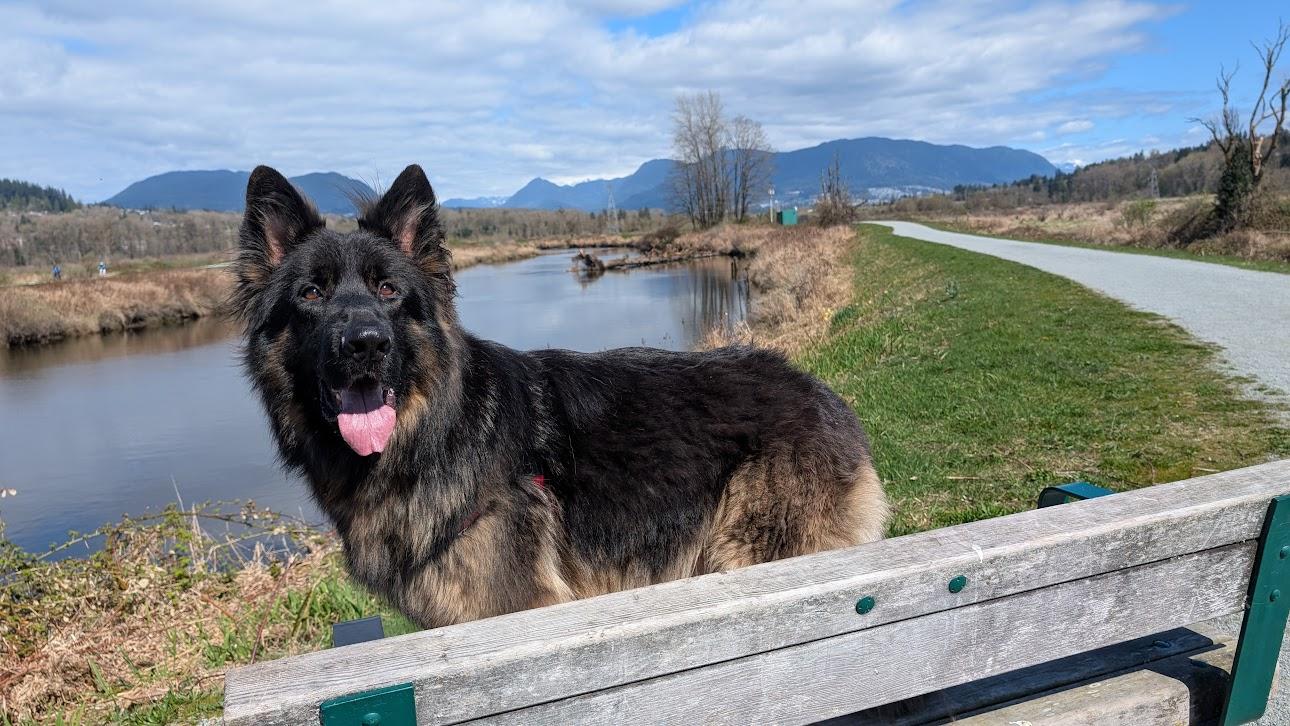 Dodger, Adoptable, Young Male German Shepherd Dog.