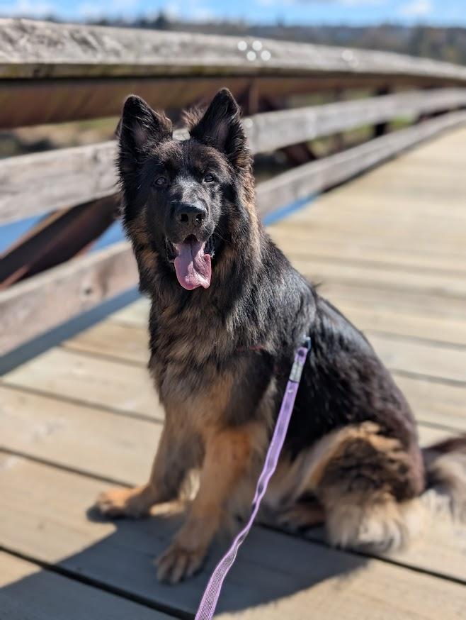 Enlarge Dodger, a Adoptable German Shepherd Dog in Coquitlam, BC image 5/6