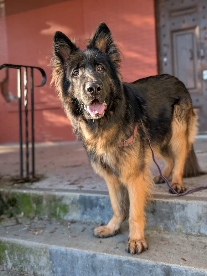 Enlarge Dodger, a Adoptable German Shepherd Dog in Coquitlam, BC image 1/5