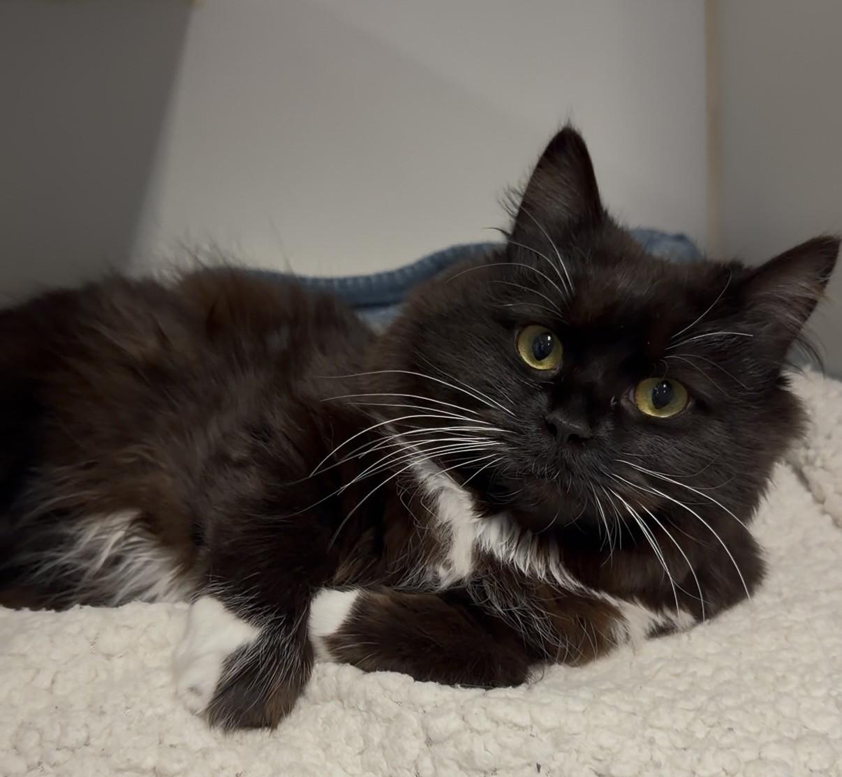 Enlarge Mei Mei, a ADOPTABLE Domestic Long Hair in Delta, BC image 2/2