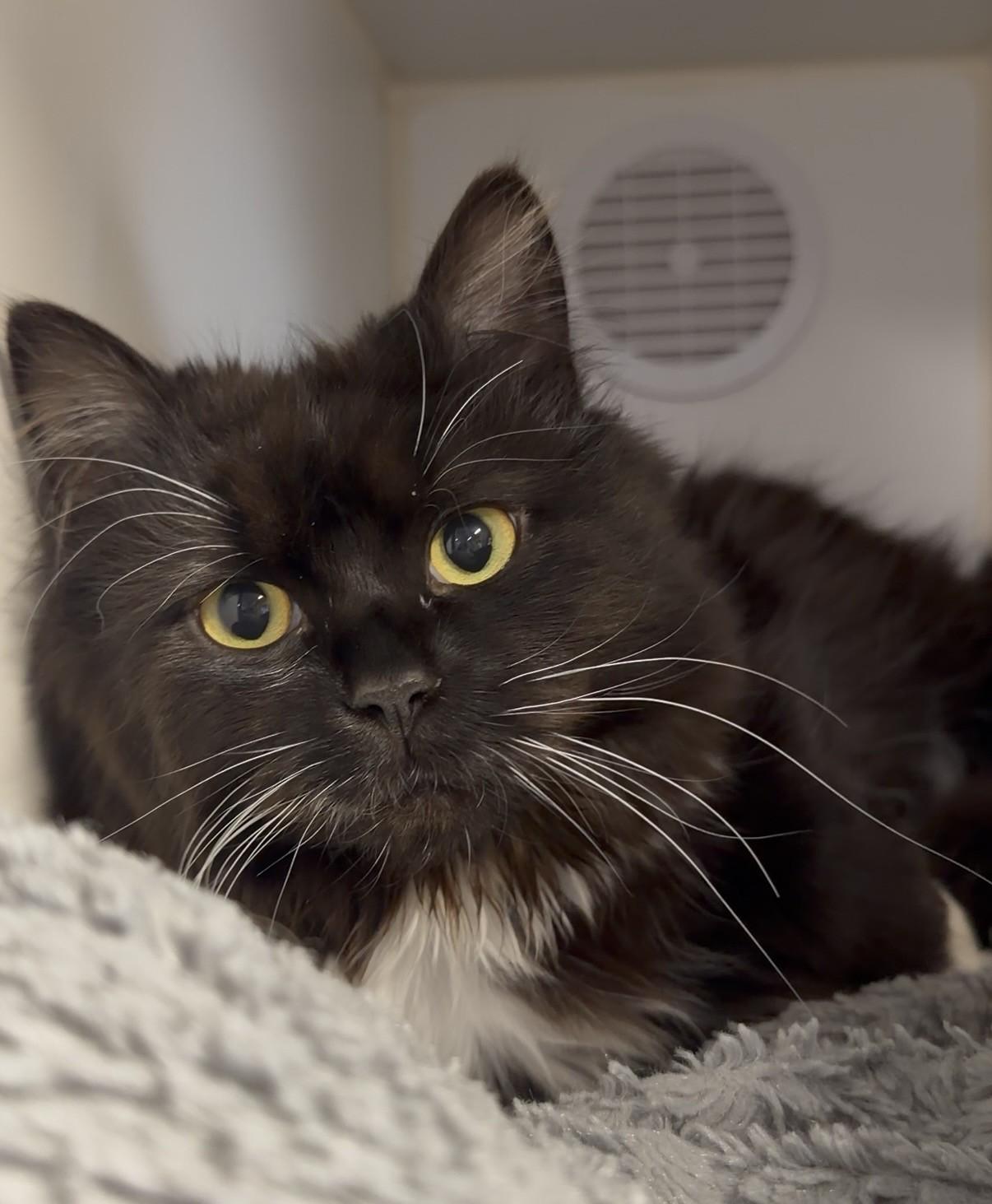 Mei Mei, ADOPTABLE, Young Female Domestic Long Hair.