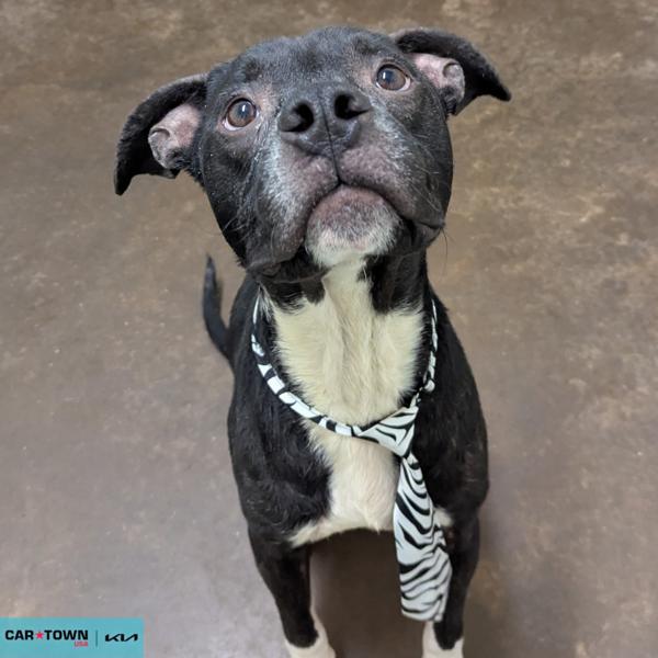 Enlarge Asce, a Adoptable mixed breed in Lexington, KY image 1/1