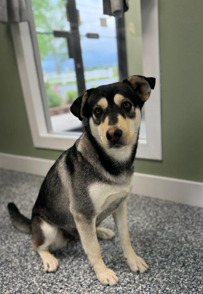 Evelyn, Adoptable, Adult Female Husky & Mixed Breed.