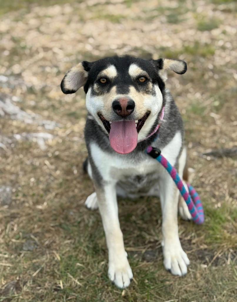 Evelyn, Adoptable, Adult Female Husky & Mixed Breed.