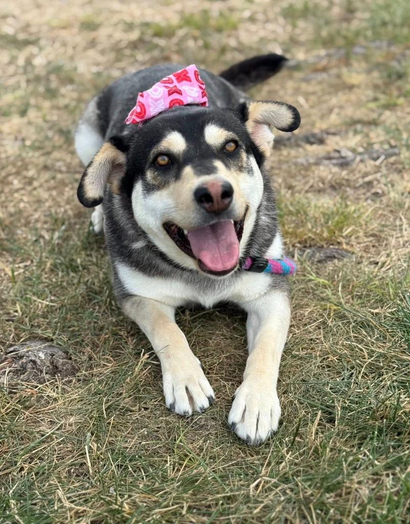 Enlarge Evelyn, a Adoptable mixed breed in Carthage, MO image 2/3