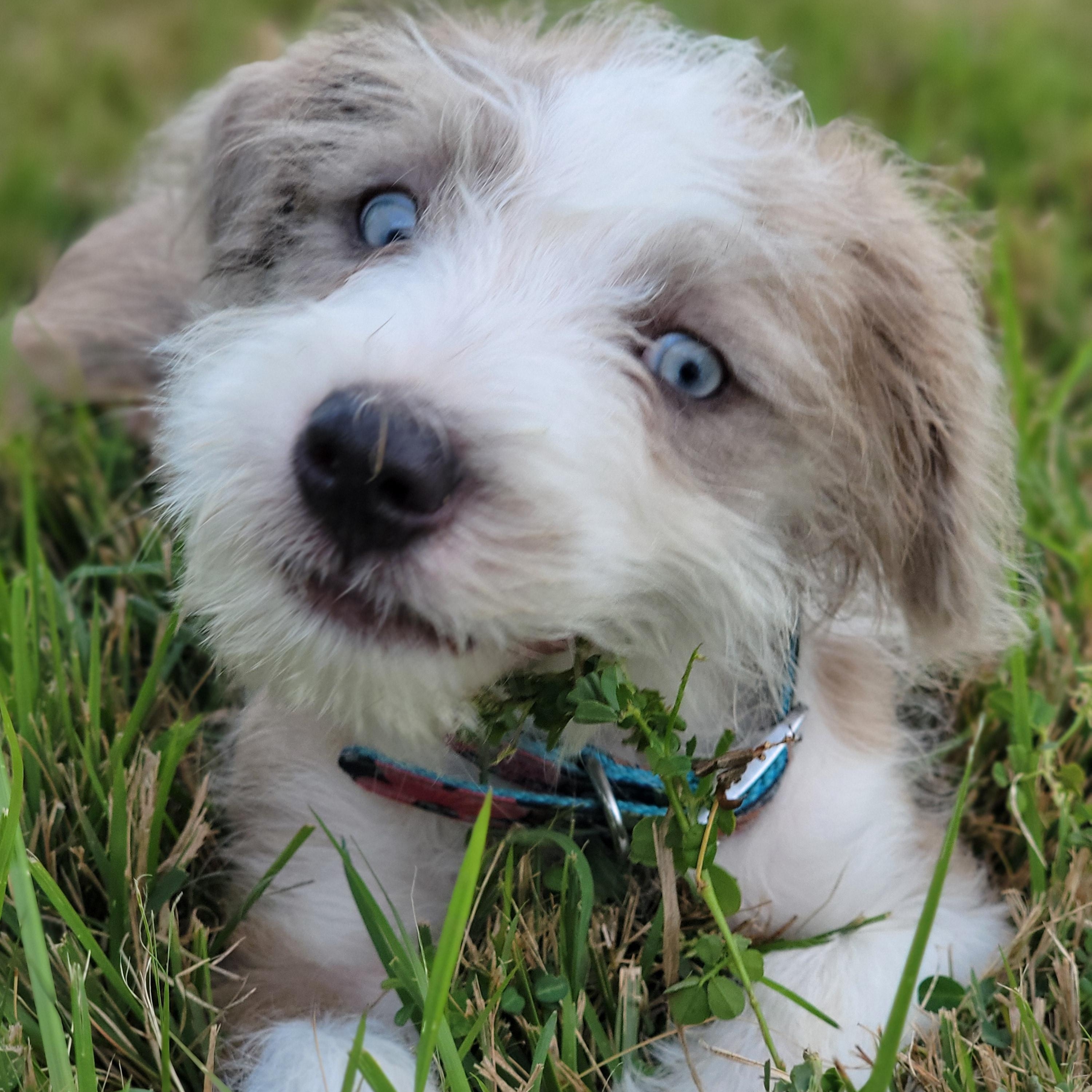 Enlarge Popeye, a Adopted Mixed Breed in West Nyack, NY image 3/6