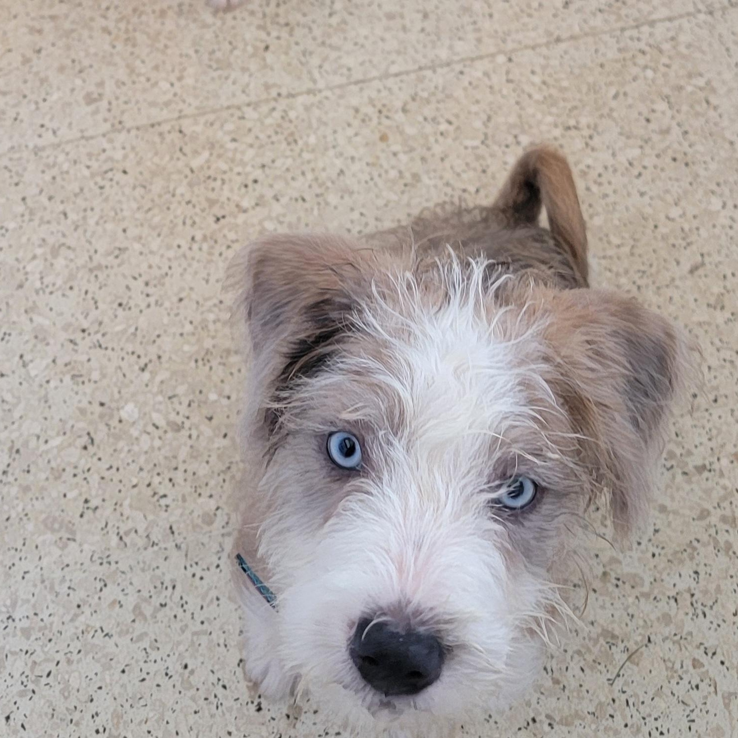 Enlarge Popeye, a Adopted Mixed Breed in West Nyack, NY image 4/6