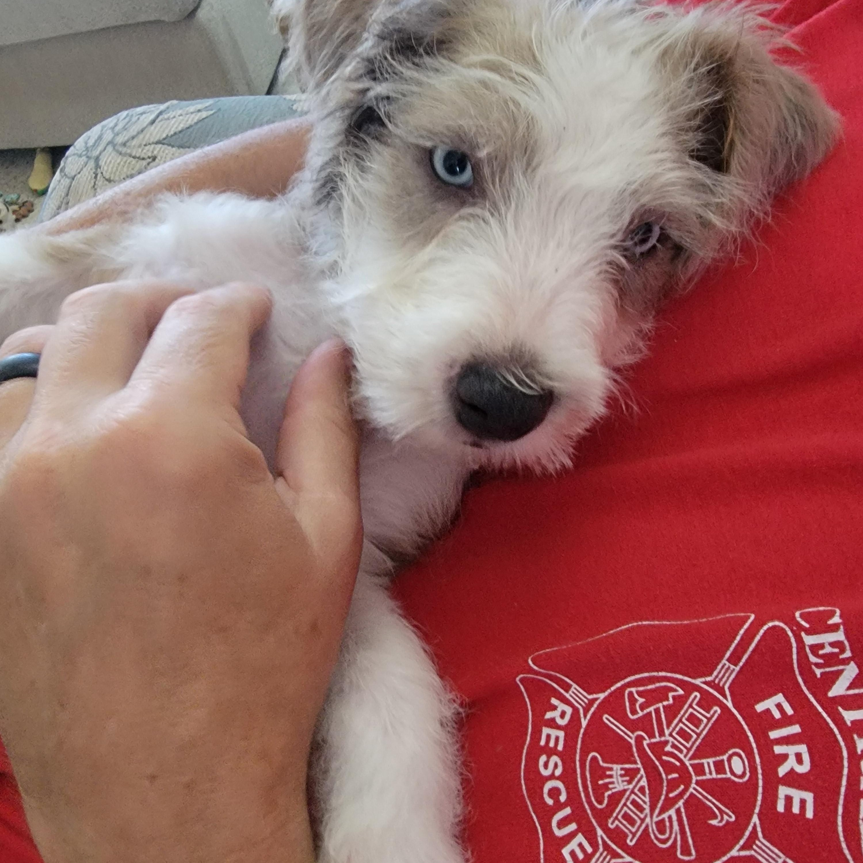 Enlarge Popeye, a Adopted Mixed Breed in West Nyack, NY image 5/6