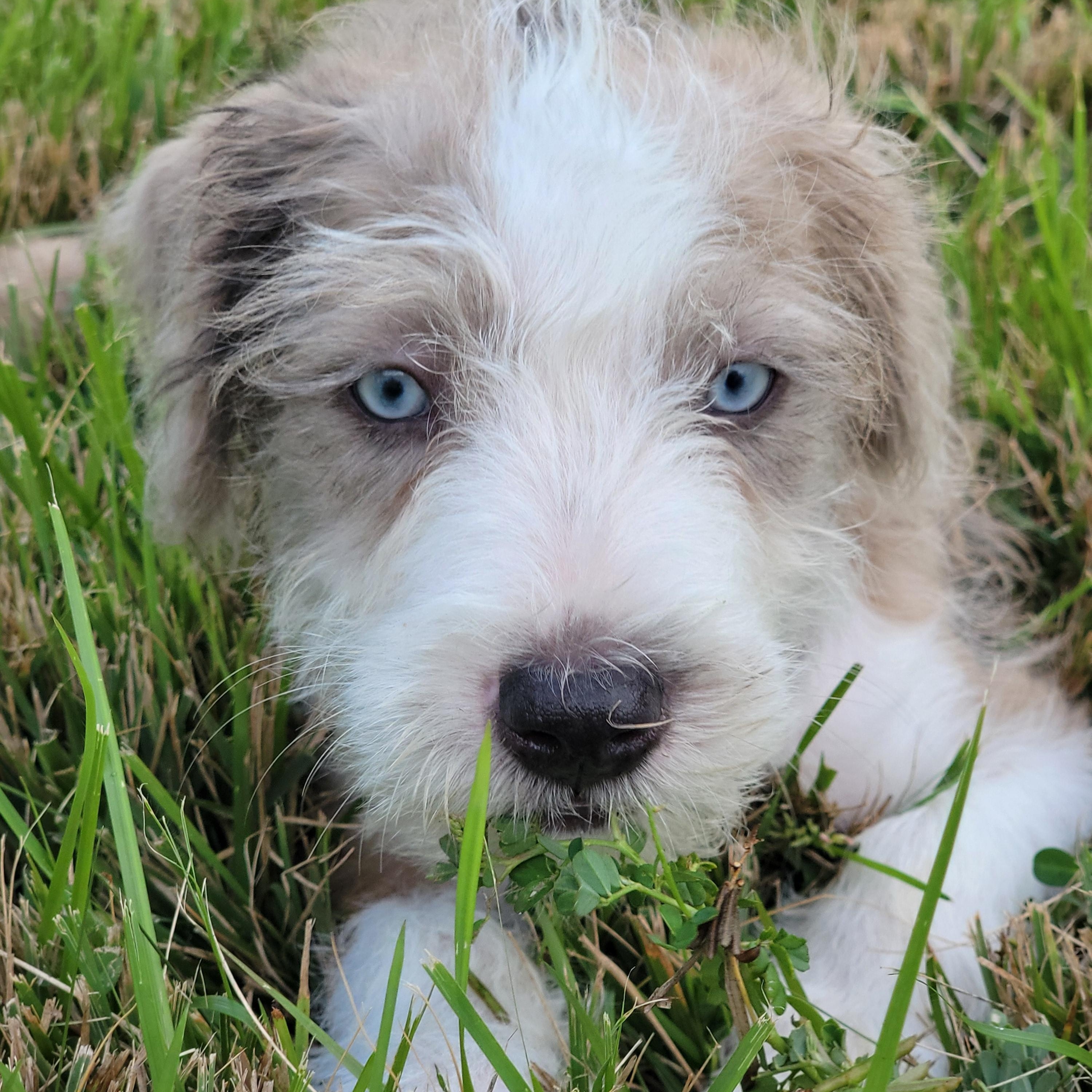 Popeye, Adopted, Puppy Male Mixed Breed.