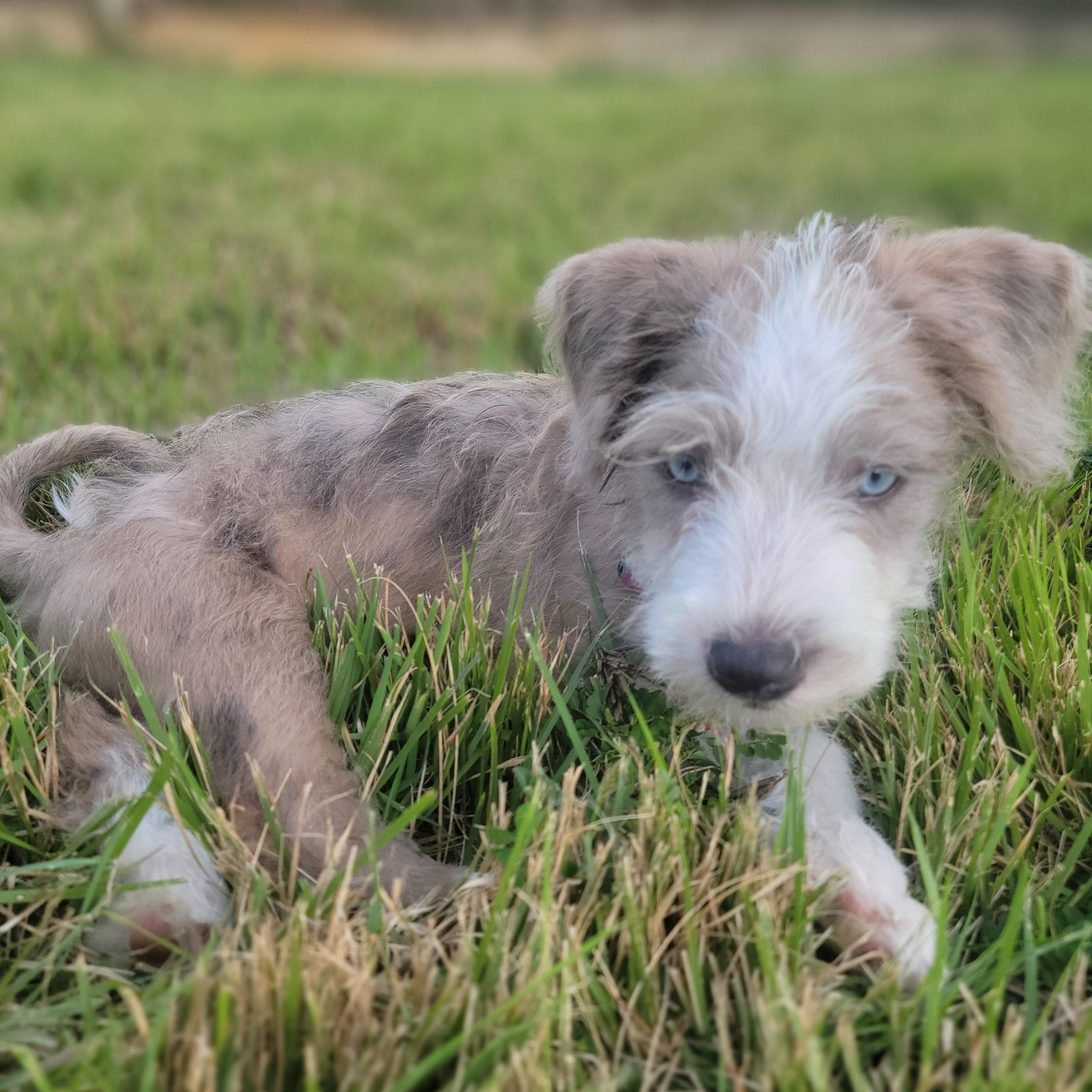 Enlarge Popeye, a Adopted Mixed Breed in West Nyack, NY image 2/6