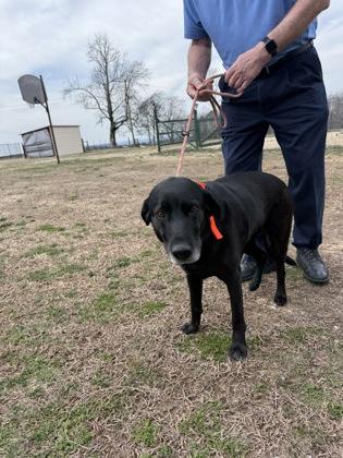 Tally Wiggles, Adoptable, Adult Female Labrador Retriever & Mixed Breed.