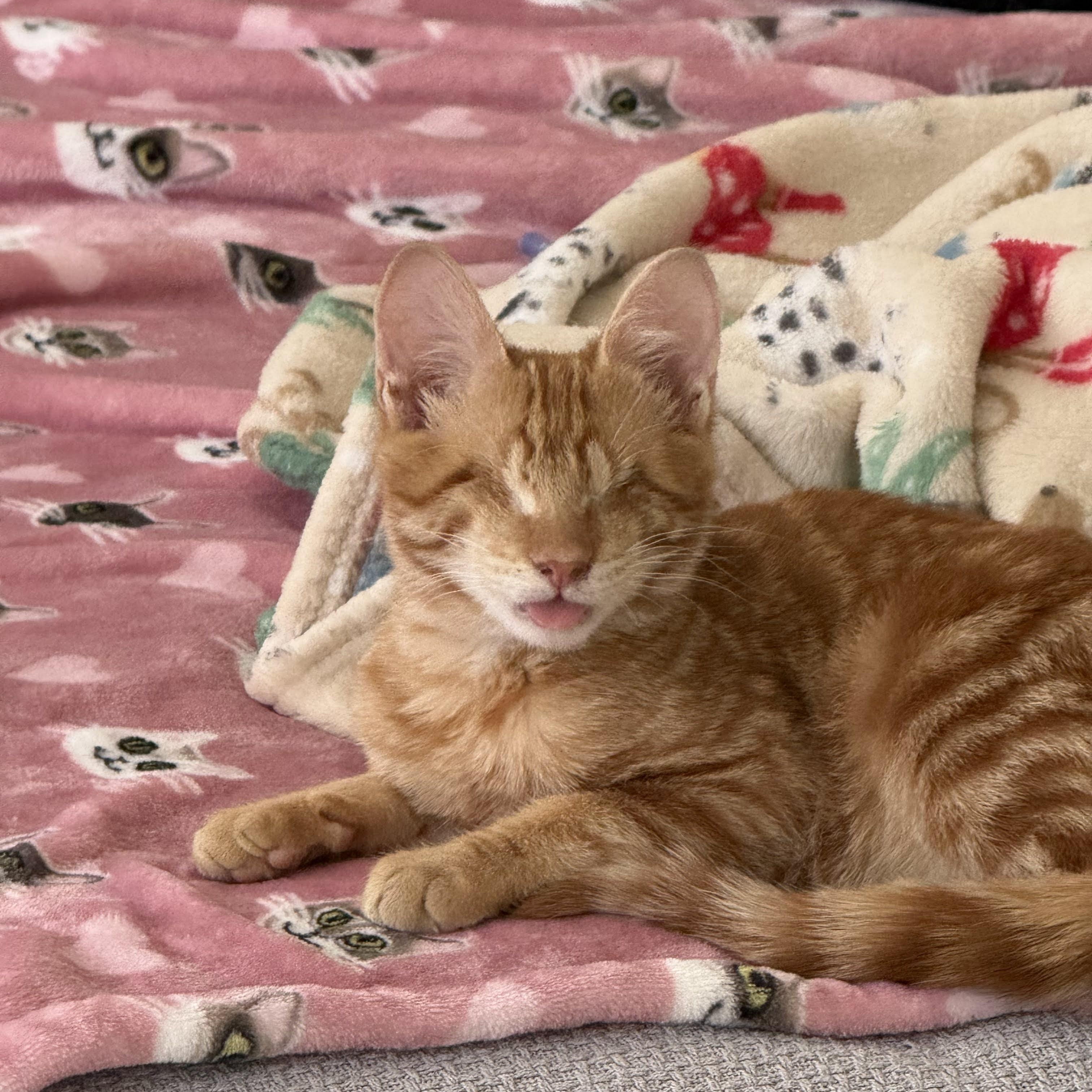 Enlarge Merlin, an adopted Domestic Short Hair in Bolton, MA image 1/5