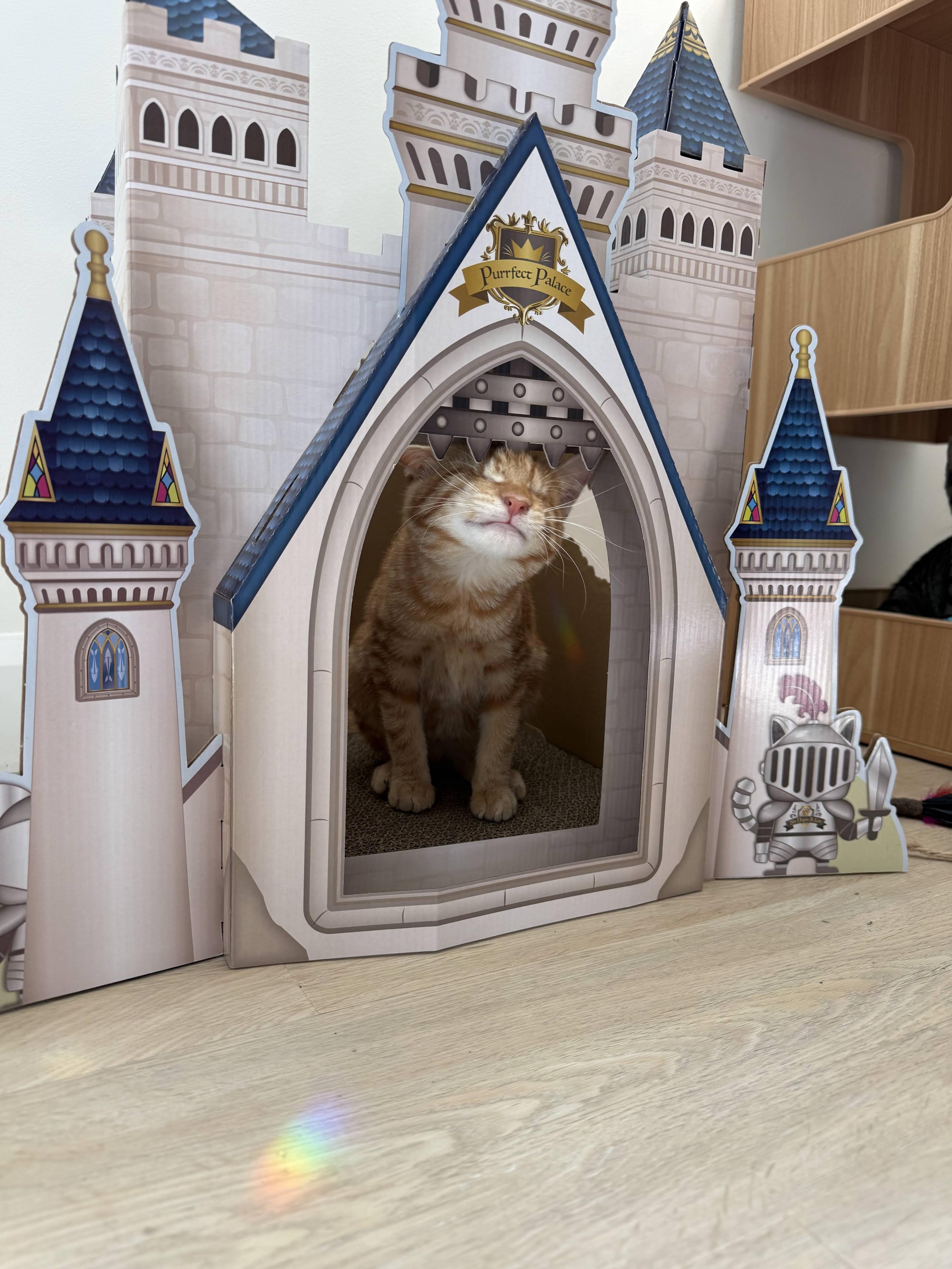 Enlarge Merlin, an adopted Domestic Short Hair in Bolton, MA image 5/5