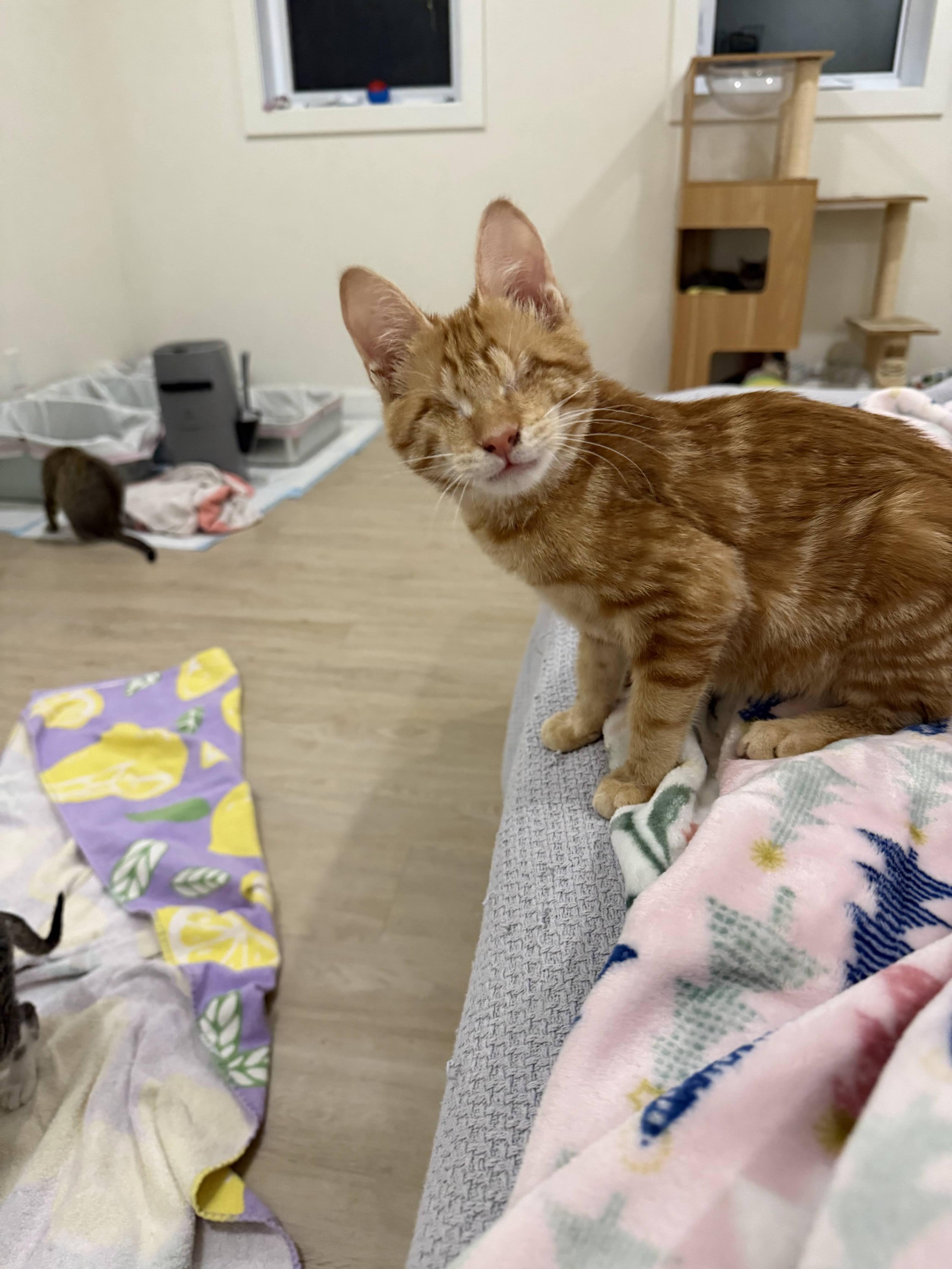 Enlarge Merlin, an adopted Domestic Short Hair in Bolton, MA image 4/5