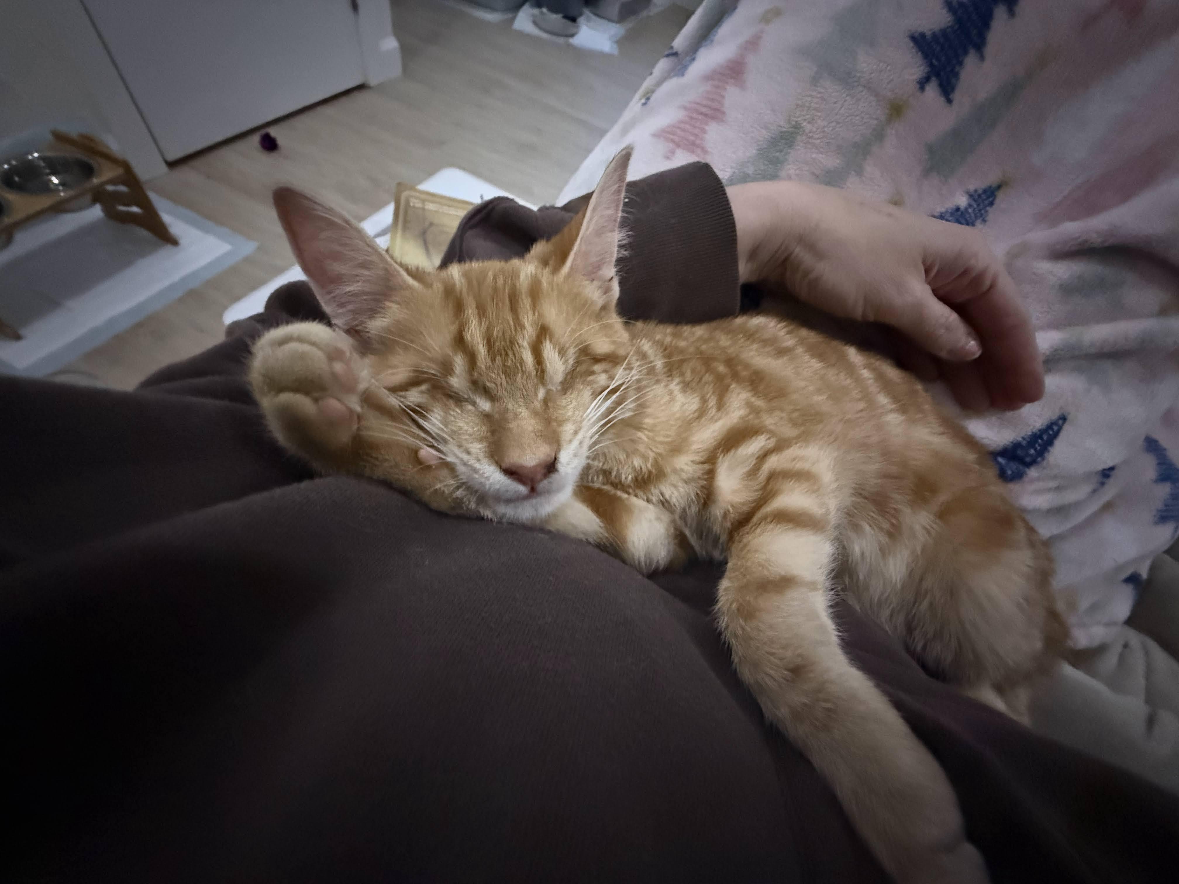 Enlarge Merlin, an adopted Domestic Short Hair in Bolton, MA image 3/5