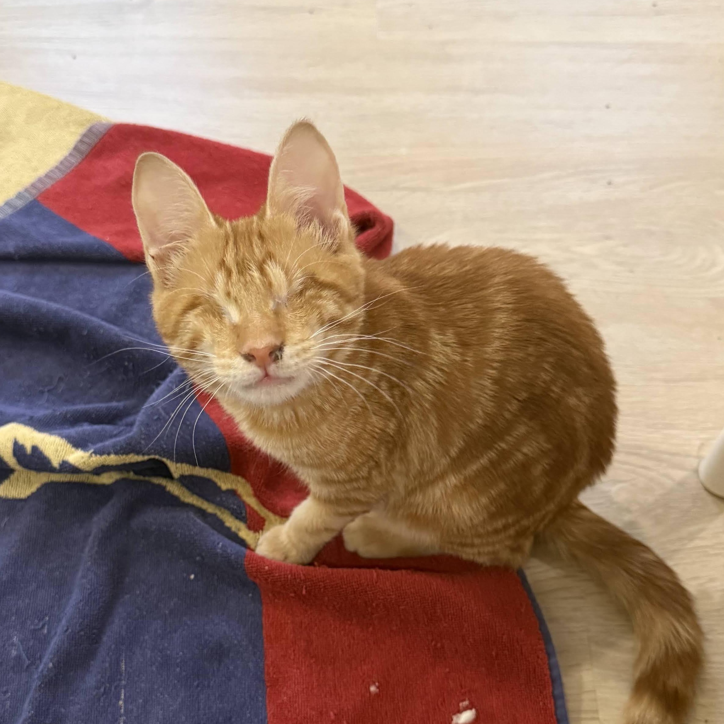 Enlarge Merlin, an adopted Domestic Short Hair in Bolton, MA image 2/5