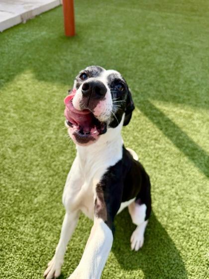 Monalisa, a Adoptable mixed breed in Fort Worth, TX image 1/3