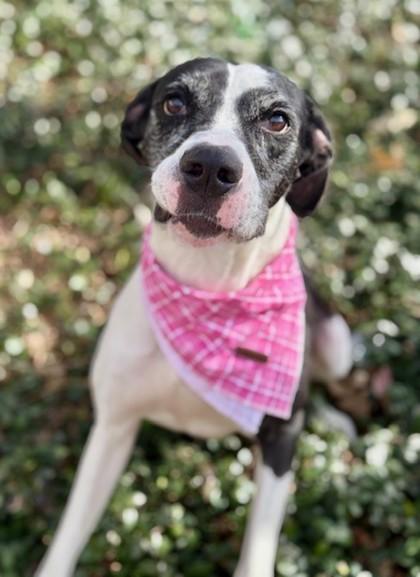 Monalisa, Adoptable, Adult Female Great Dane & Mixed Breed.