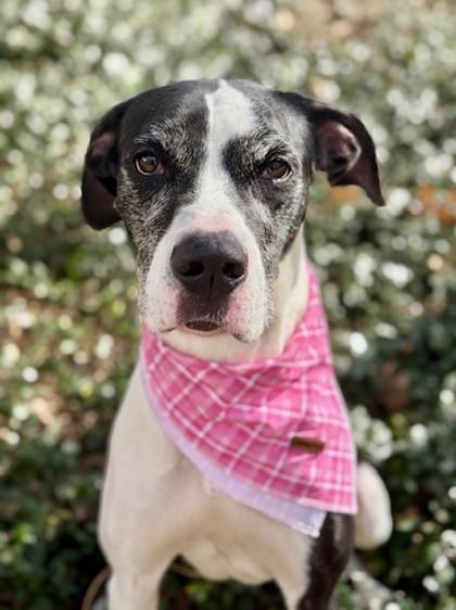 Enlarge Monalisa, a Adoptable mixed breed in Fort Worth, TX image 2/3