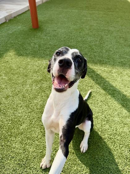 Monalisa, a Adoptable mixed breed in Fort Worth, TX image 2/3