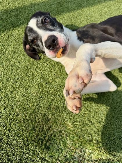 Monalisa, a Adoptable mixed breed in Fort Worth, TX image 3/3