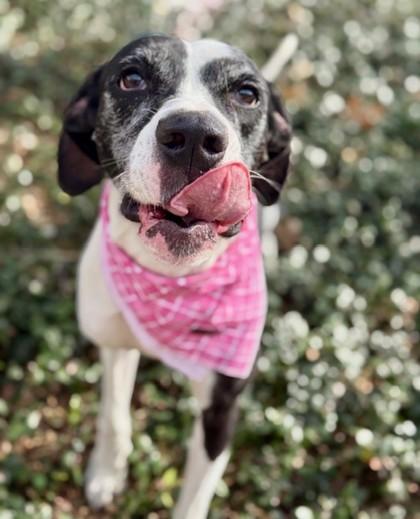 Enlarge Monalisa, a Adoptable mixed breed in Fort Worth, TX image 3/3