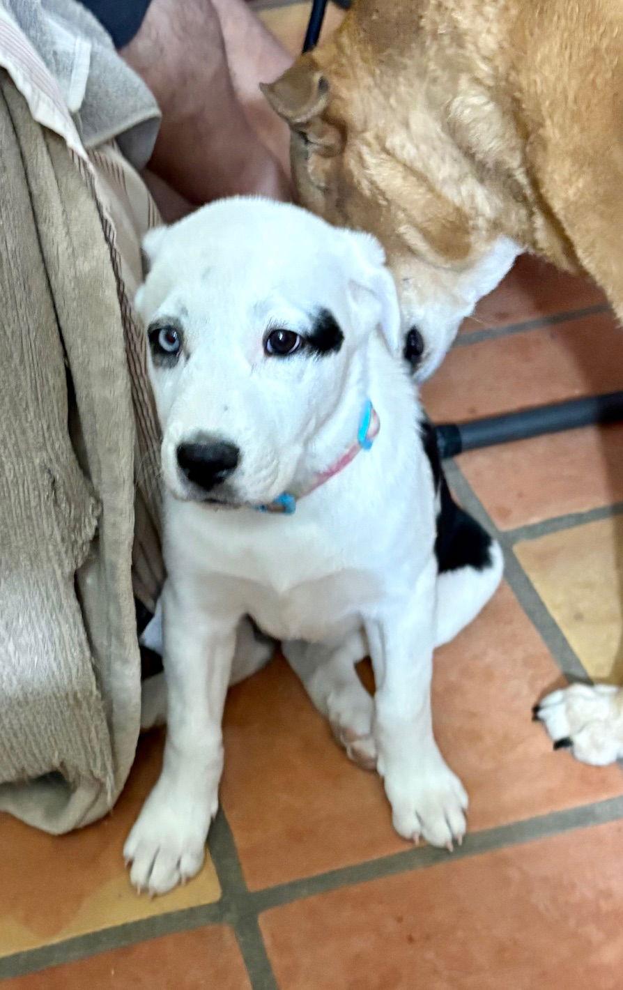 Sky, Adopted, Puppy Female Cattle Dog & Husky.