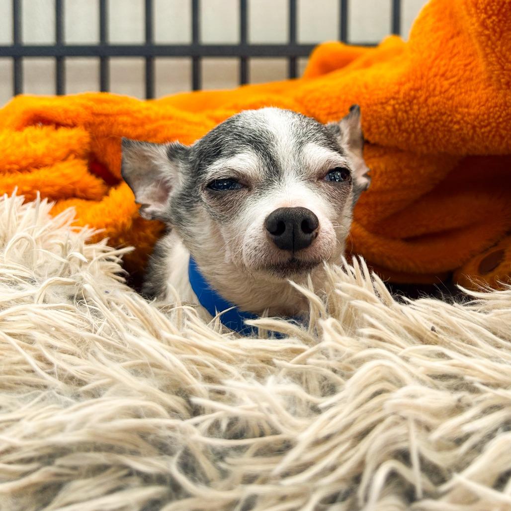 LC-16 "Otto", a Adoptable mixed breed in Tulsa, OK image 1/3