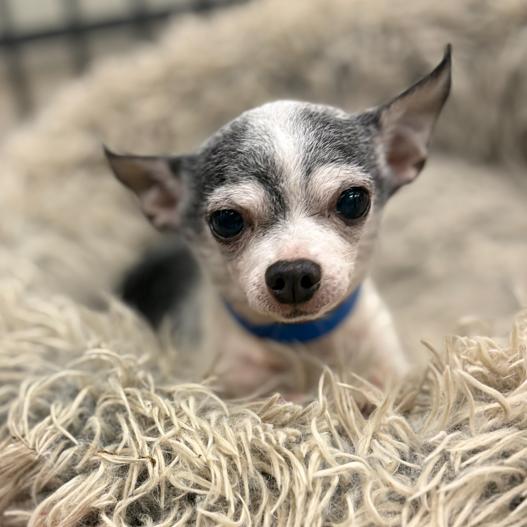 LC-16 "Otto", a Adoptable mixed breed in Tulsa, OK image 3/3