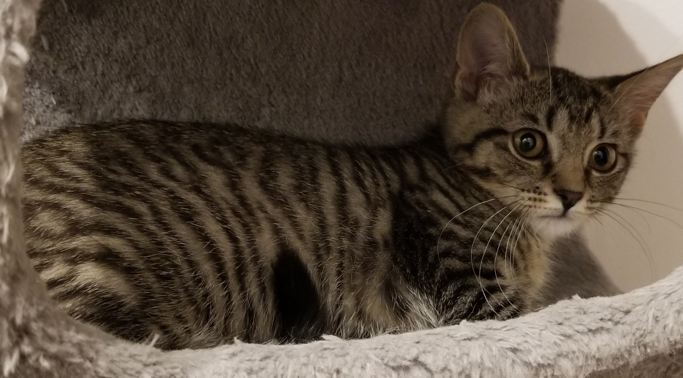 TACO, Adoptable, Adult Female Maine Coon & Tiger.