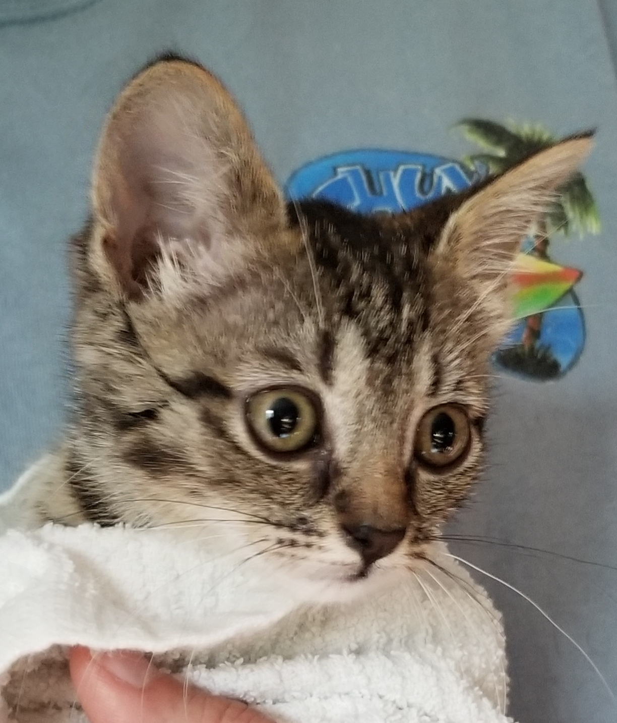 TACO, a Adoptable mixed breed in Sardinia, OH image 2/8