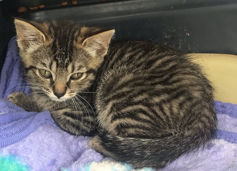 TACO, Adoptable, Adult Female Maine Coon & Tiger.