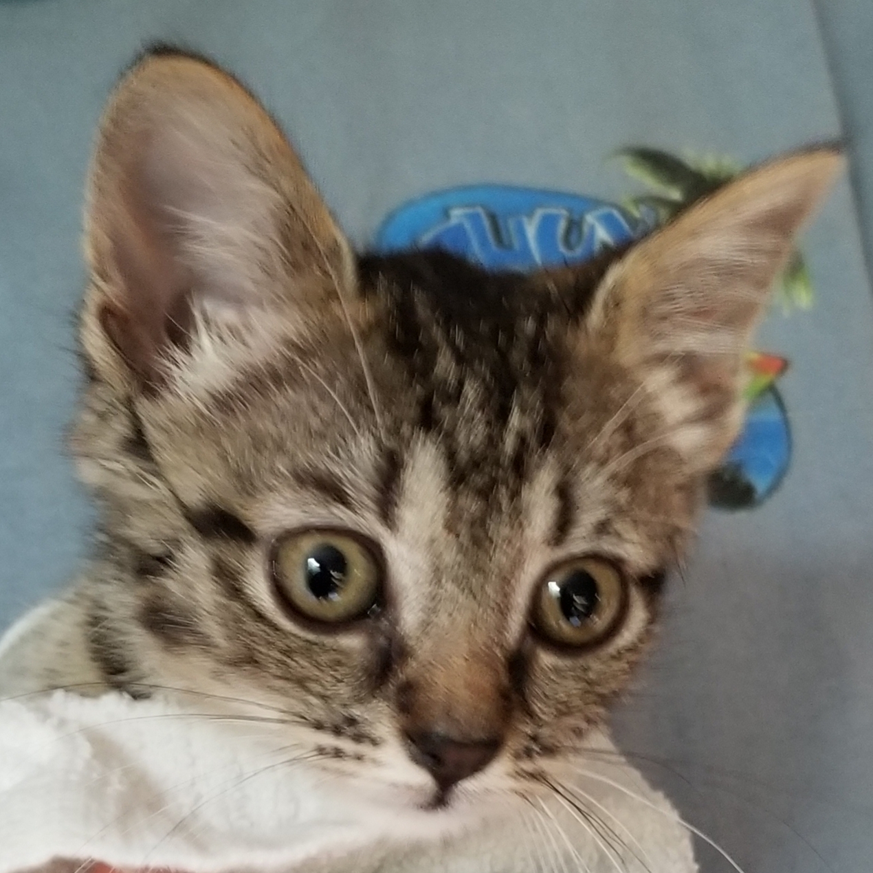 TACO, a Adoptable mixed breed in Sardinia, OH image 4/8