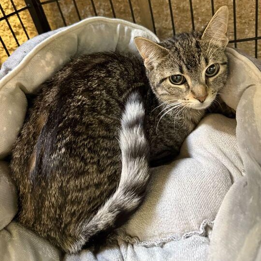Harmonica, adopted, Young Female Domestic Short Hair.