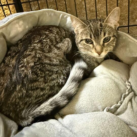Harmonica, an adopted Domestic Short Hair in Jackson, MI image 2/4