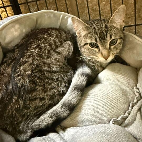 Harmonica, an adopted Domestic Short Hair in Jackson, MI image 3/4