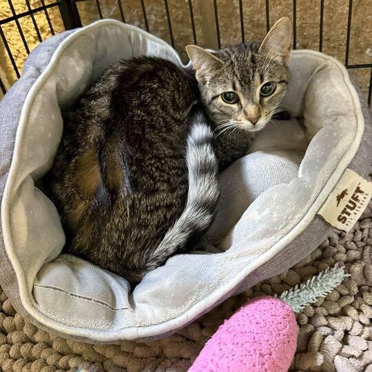 Harmonica, an adopted Domestic Short Hair in Jackson, MI image 4/4