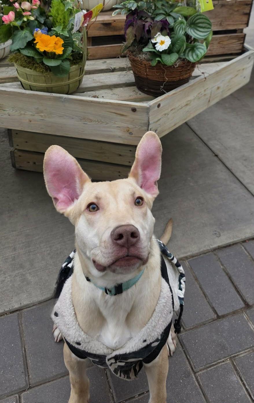 Enlarge Tiki, a Adoptable mixed breed in Elgin, IL image 1/3