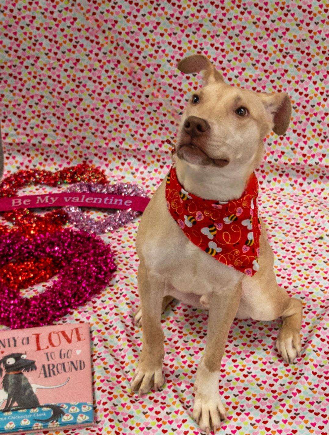 Enlarge Tiki, a Adoptable mixed breed in Elgin, IL image 2/3