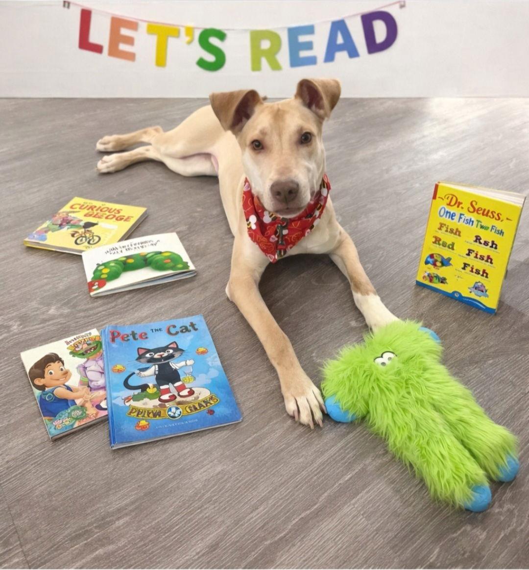 Enlarge Tiki, a Adoptable mixed breed in Elgin, IL image 2/3